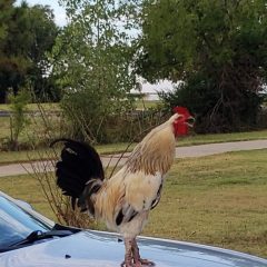 Cockfighting Arrests in Hunt County