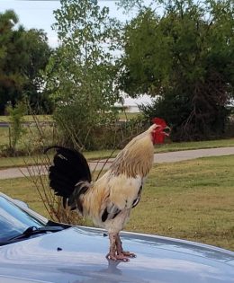 Cockfighting Arrests in Hunt County
