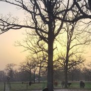 Dust Storms and Distant Fires Created a Colorful Sunset on Friday