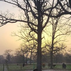 Dust Storms and Distant Fires Created a Colorful Sunset on Friday