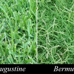 Lawns – Two Main Types in Hopkins County By Master Gardener Ronnie Wilson