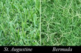 Lawns – Two Main Types in Hopkins County By Master Gardener Ronnie Wilson