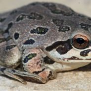 Get Ready for the Frog Night Hike!