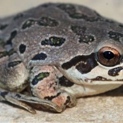 Get Ready for the Frog Night Hike!