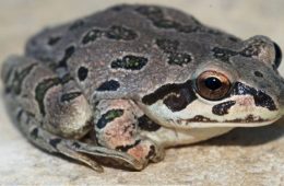 Get Ready for the Frog Night Hike!