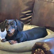 Will Texas’s Anti Puppy Mill Bill Pass?