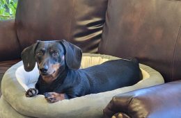 Will Texas’s Anti Puppy Mill Bill Pass?