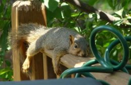 Splooting Squirrels Are Nothing To Be Concerned About