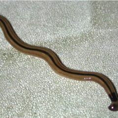 Hammerhead Worms in Texas?