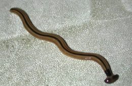 Hammerhead Worms in Texas?