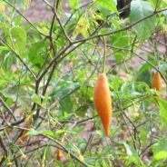 Abbott Signs Ibogaine Research Bill; Cites Veterans as Potential Patients