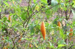 Abbott Signs Ibogaine Research Bill; Cites Veterans as Potential Patients