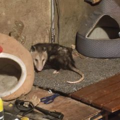 Scratching Beneath The Surface: Keeping Pets Flea-Free