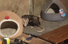 Scratching Beneath The Surface: Keeping Pets Flea-Free