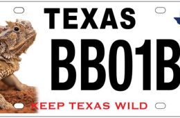 You Can Vote on the ‘Horny Toad’ Lizard Plate