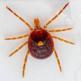Tick Talk: How to Spot, Avoid and Remove Ticks in Texas