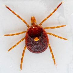 Tick Talk: How to Spot, Avoid and Remove Ticks in Texas