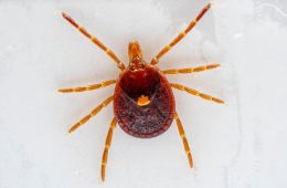 Tick Talk: How to Spot, Avoid and Remove Ticks in Texas