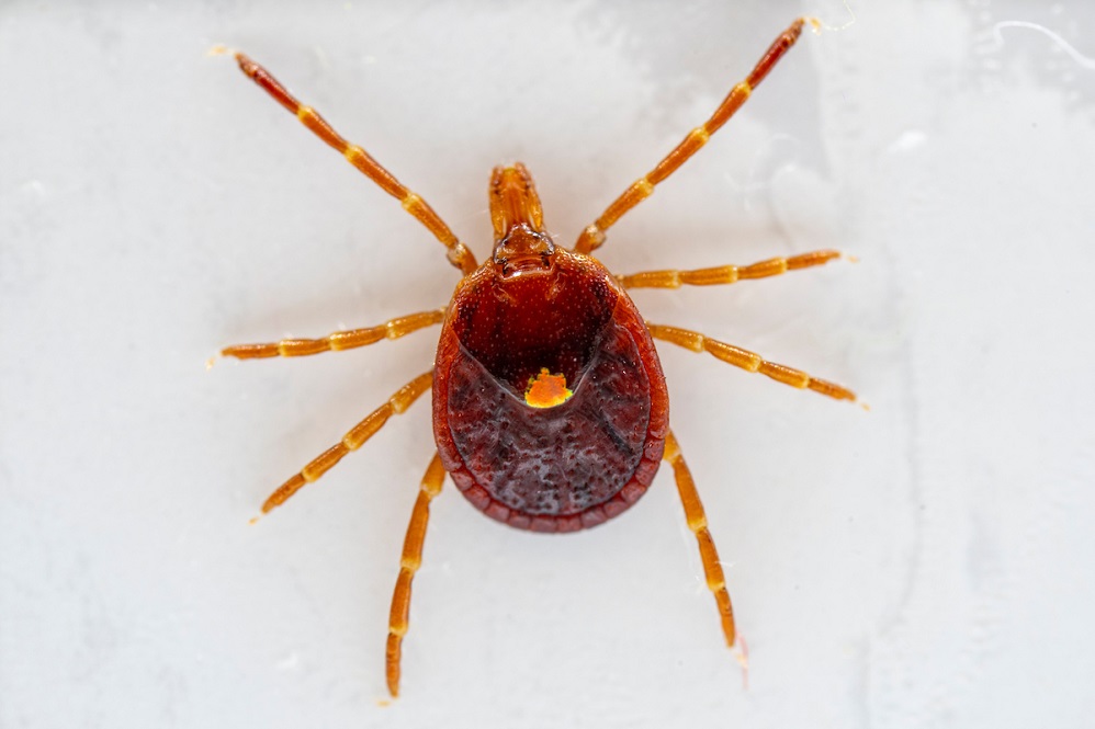 pic of Tick from AandM AgriLife Extension 20230801_Ticks_MM_028-2