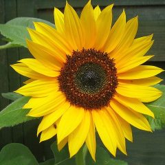Sunflowers By Master Gardener Ronnie Wilson