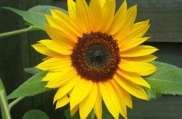 Sunflowers By Master Gardener Ronnie Wilson