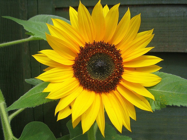 Perfect Sunflower