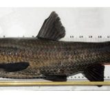 Catch A Black Carp, Get $100