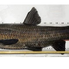 Catch A Black Carp, Get $100