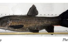 Black Carp Bounty Program Extended to Texas Anglers