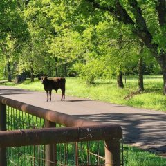 USDA Announces Phased Reopening of Southern Border for Livestock Trade