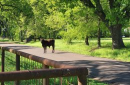USDA Announces Phased Reopening of Southern Border for Livestock Trade