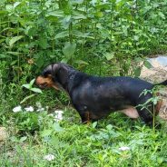 Animal Shelters in Texas Get Relief