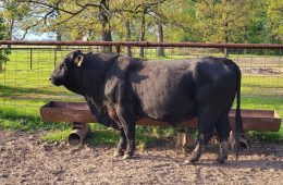 FDA Approves Drug to Combat Flesh-Eating Screwworm Amid Outbreak