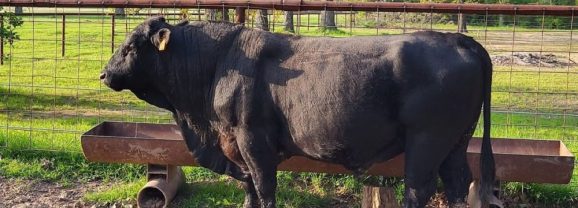 U.S. Department of Justice Investigates Meat Packing Companies