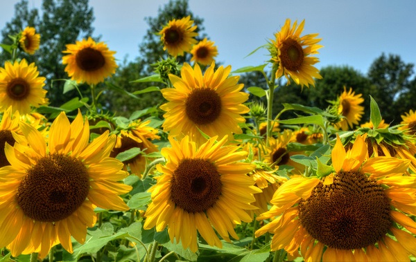 sunflowers