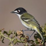 Black-capped Vireo Back and Thriving