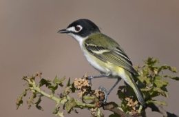 Black-capped Vireo Back and Thriving