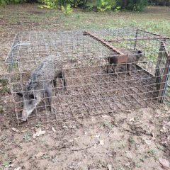 Text, Call or Click: Texas Game Wardens Make Reporting Wildlife Crimes Easier Than Ever with Tip411