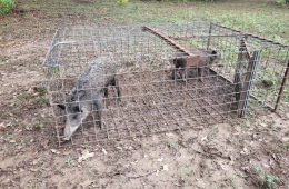 Text, Call or Click: Texas Game Wardens Make Reporting Wildlife Crimes Easier Than Ever with Tip411