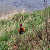 Texas hunters encouraged to practice wildfire safety during hunting season