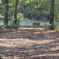 Texas Game Wardens Near Conclusion of ‘Ghost Deer’ Case with 24 Suspects, 1,400 Charges Filed Statewide