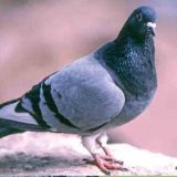 Strong Populations and Prime Conditions Set Stage for Promising Dove Season