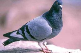 Strong Populations and Prime Conditions Set Stage for Promising Dove Season