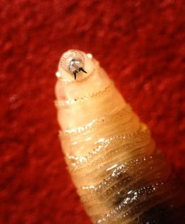 Texas on Alert After New World Screwworm Detected 120 Miles from Border
