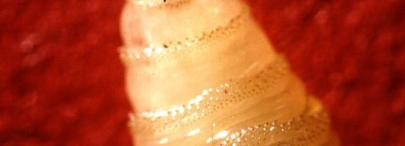 Governor Abbott Issues Disaster Declaration to Prevent New World Screwworm Fly Infestation