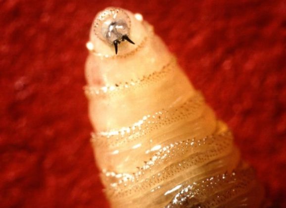 Texas on Alert After New World Screwworm Detected 120 Miles from Border