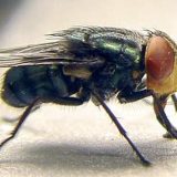 Texas Farm Bureau says Domestic Sterile fly Production Facility is ‘Emergency Necessity’