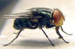 Texas Farm Bureau says Domestic Sterile fly Production Facility is ‘Emergency Necessity’