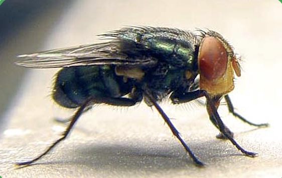 New World screwworm fly. Photo courtesy Texas Animal Health Commission