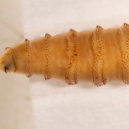 AgriLife Extension Publishes Wildlife-Focused New World Screwworm Resource